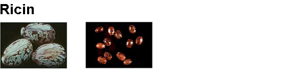 ricin antidote