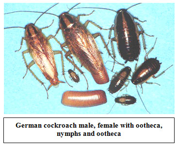 cockroach1 What Does Cockroaches Do?: Surprising Facts
