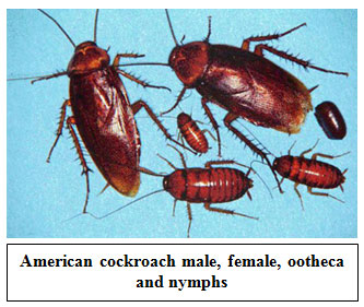 Roaches In Apartment Law