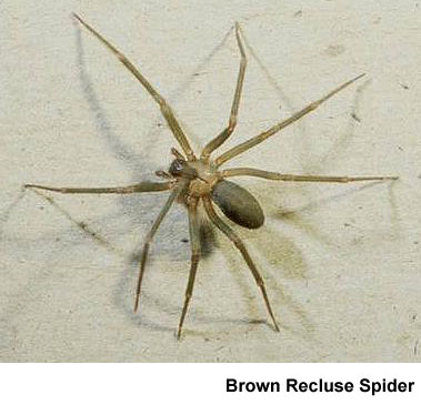 Strædet thong Regenerativ Forslag Brown Recluse Spider