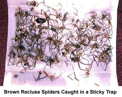 brown recluse nest