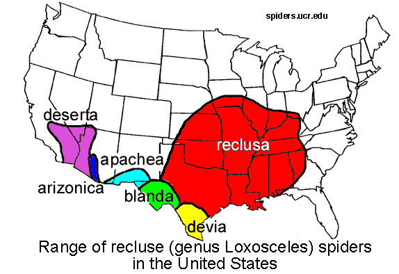 BROWN RECLUSE Spider