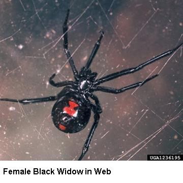 What animals eat black widow spiders?