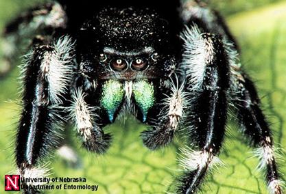 albino wolf spider