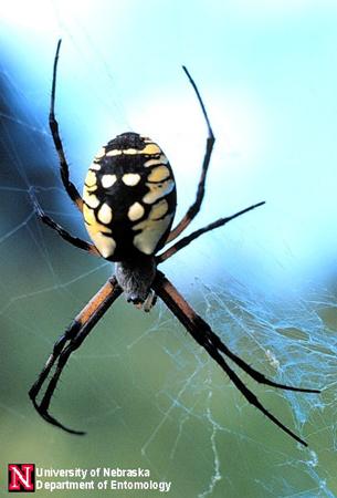 spider spiders yellow garden kind entomology hour glass orb edu state york western brown its unl common found pelican weavers