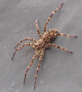Brown Recluse Spider