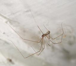 Brown Recluse Spider