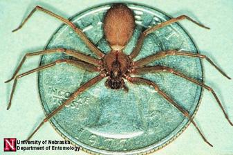 BROWN RECLUSE Spider