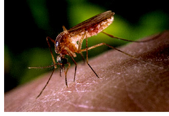 mosquito