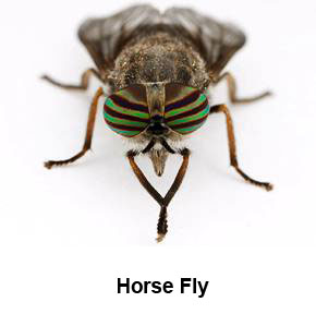 Kills flies invisibly inside windows