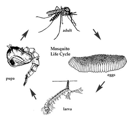 Mosquitoes and Disease