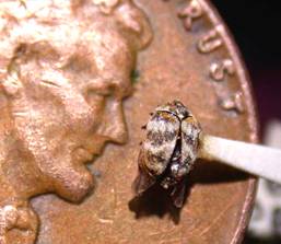 The Commonly Ignored Carpet Beetle
