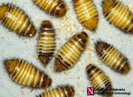 Carpet Beetle Dermatitis About 1 Wk Ago I Found A Carpet Beetle Larvae On My Bed Discovered Quite A Few Other Larvae In My Box Spring Mattress Threw Both Away Got A