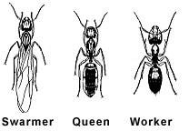 Carpenter Ants Prevention And Control