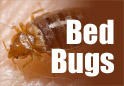 Bed Bugs