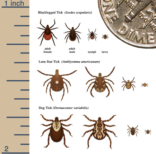 are certain dogs more prone to ticks
