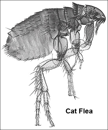 مكافحة حشرات CatFleaB&W_UMo