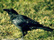 American Crow