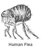 Human Flea