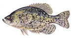 Crappie