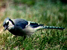 Blue jay