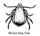 棕色狗蜱