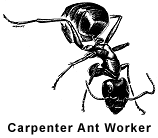 Carpenter Ants Prevention And Control
