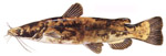 Flathead Catfish
