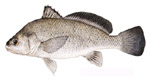 Drum