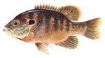 Sunfish