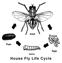 http://www.idph.state.il.us/images/housefly.gif