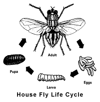 life cycle of a housefly