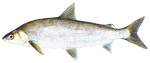 Lake Whitefish