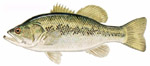 Large Mouth Bass