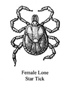 雌性孤星蜱