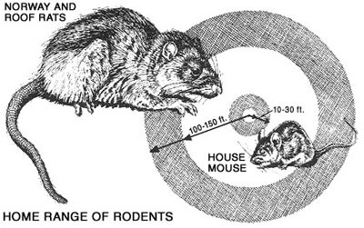 Municipal Rodent Management Fact Sheet