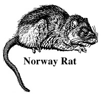 Norway Rat