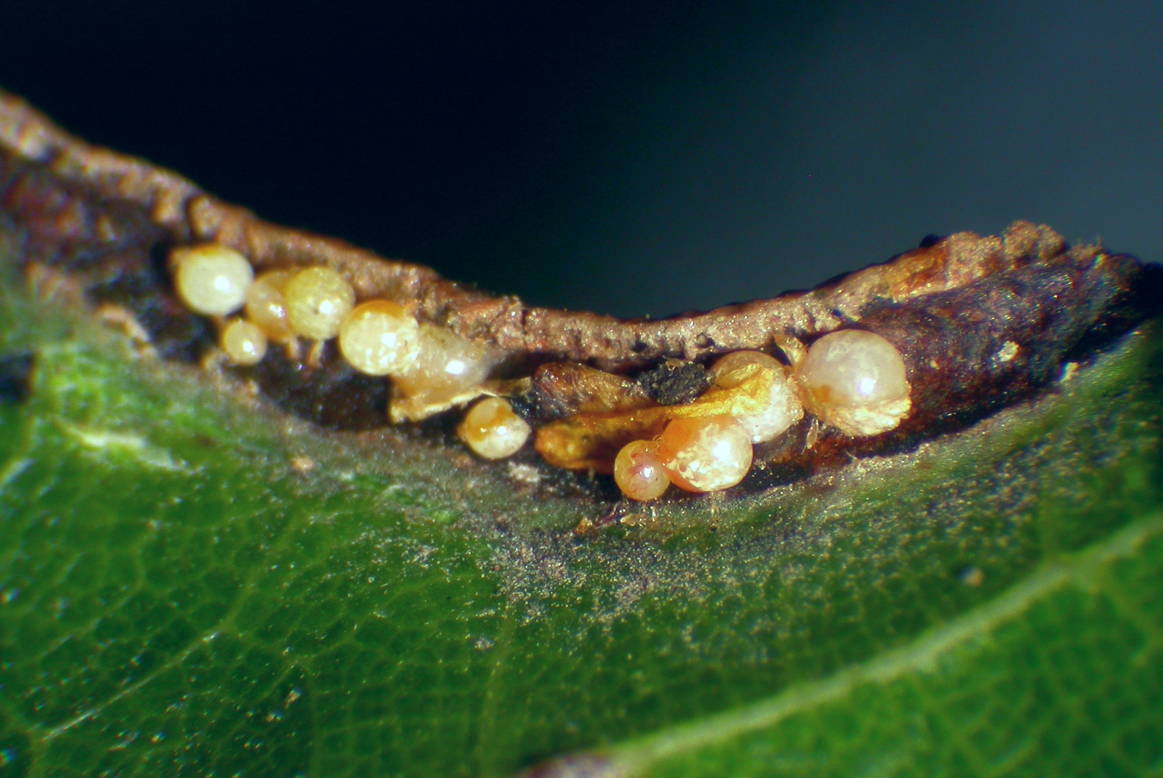 Oak mites deals