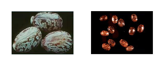 Bioterrorism Laboratory Testing