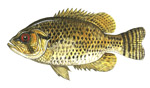 Rock Bass