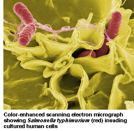 Salmonella Scan