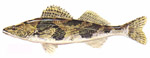 Sauger