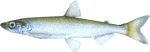 Smelt
