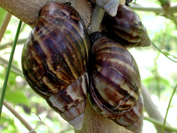 Giant African Snail