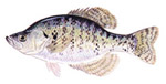 Crappie