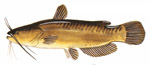 Yellow Bullhead