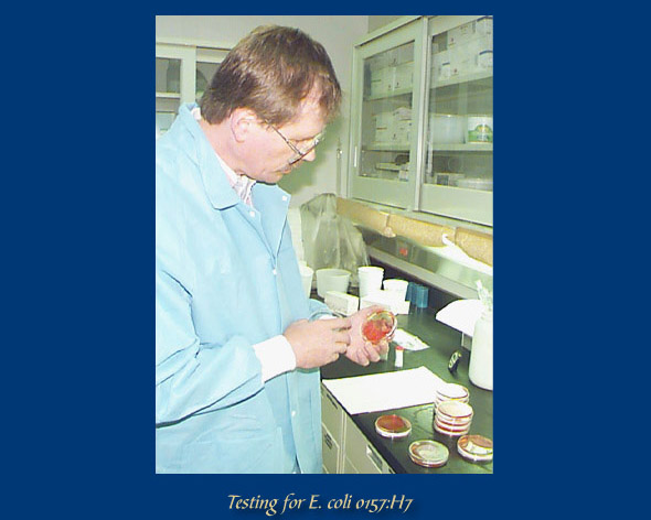 DNA makeup of E. coli