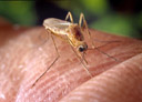 WNV Mosquito 