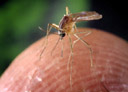 WNV Mosquito 