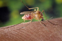 WNV Mosquito 